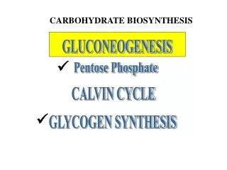 CARBOHYDRATE BIOSYNTHESIS