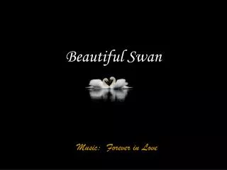 beautiful swan