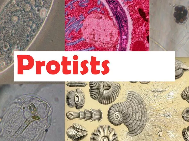 protists