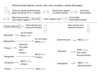 Clinical sample (faeces, tissues, milk, urine, exudates, uterine discharges)