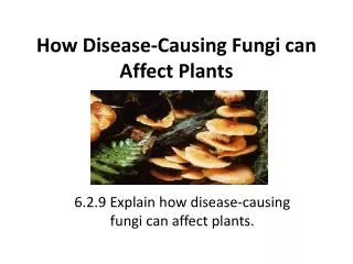 How Disease-Causing Fungi can Affect Plants