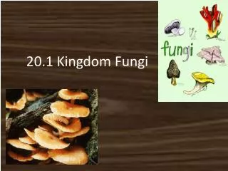 20.1 Kingdom Fungi