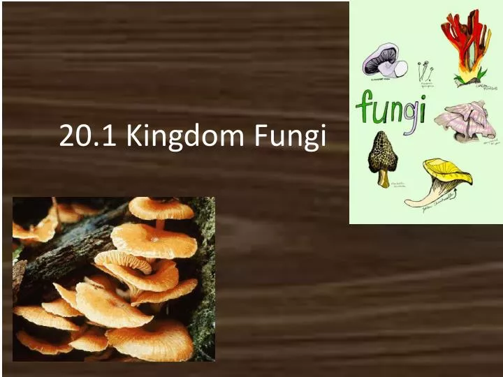 20 1 kingdom fungi