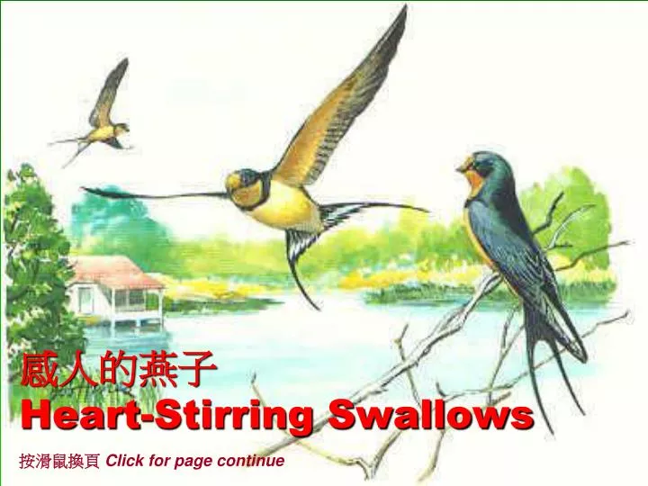 heart stirring swallows