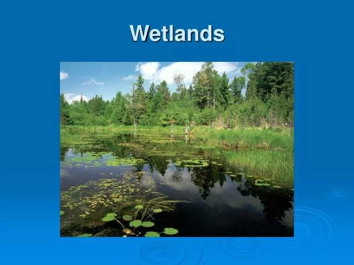 wetlands