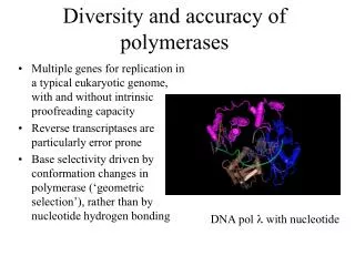Diversity and accuracy of polymerases