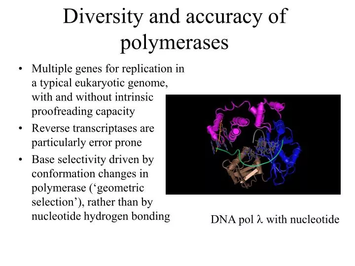 diversity and accuracy of polymerases