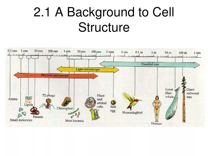 2 1 a background to cell structure