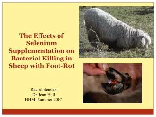 The Effects of Selenium Supplementation on Bacterial Killing in Sheep with Foot-Rot