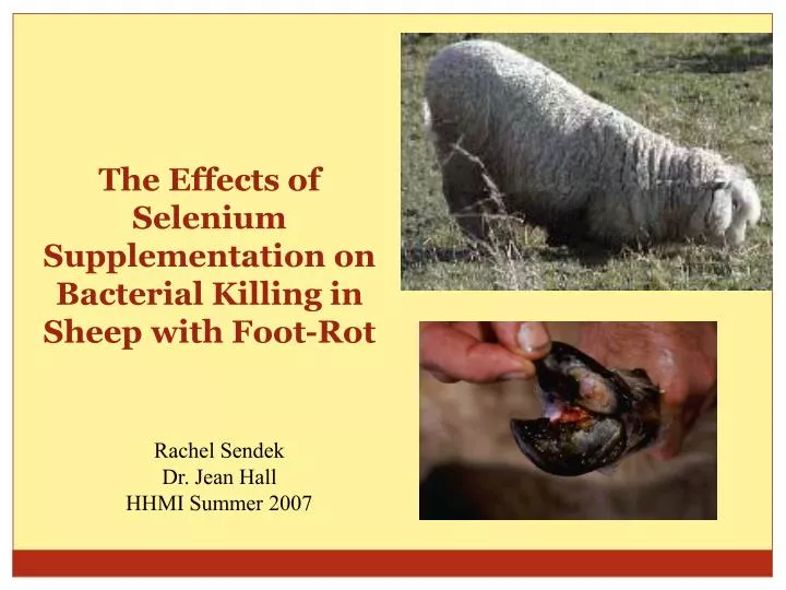 the effects of selenium supplementation on bacterial killing in sheep with foot rot