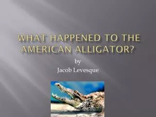 What Happened to the American Alligator?
