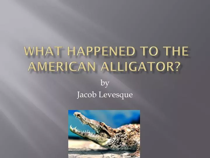 what happened to the american alligator