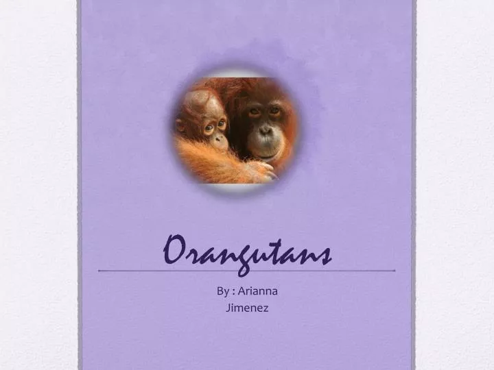 orangutans