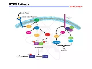 PTEN Pathway