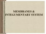 Understanding Membranes and Integumentary System in Human Anatomy - slide 1
