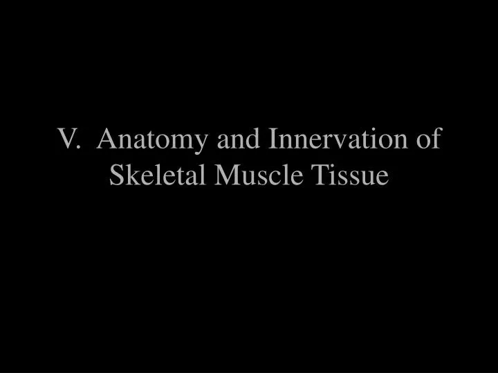 v anatomy and innervation of skeletal muscle tissue