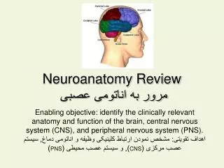 neuroanatomy review