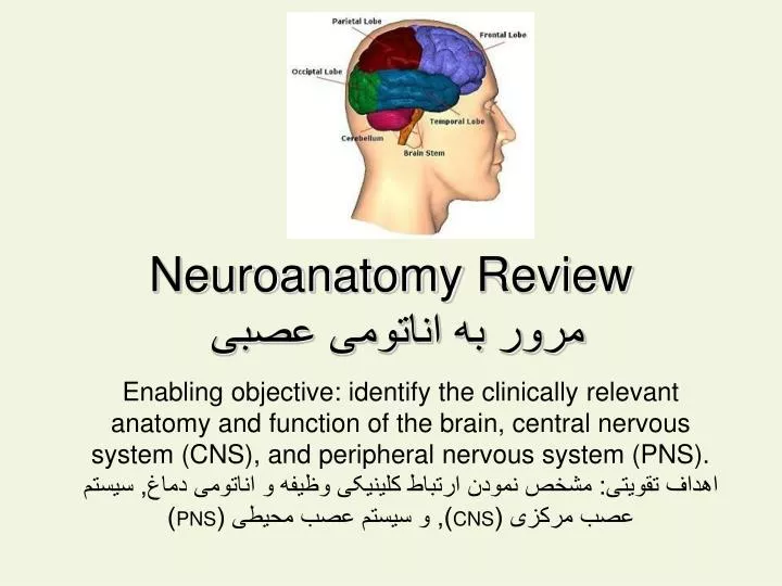 neuroanatomy review