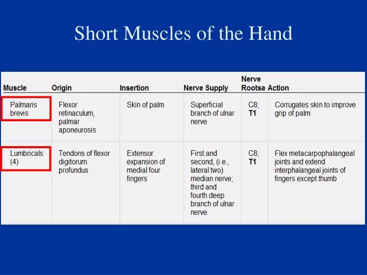 short muscles of the hand