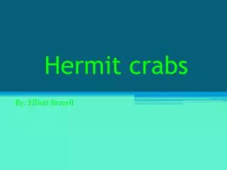 hermit crabs