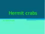 Hermit crabs - slide 1