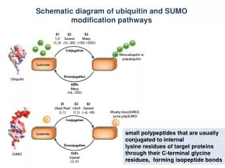 Schematic diagram of ubiquitin and SUMO modification pathways