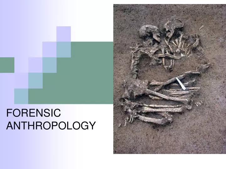 forensic anthropology