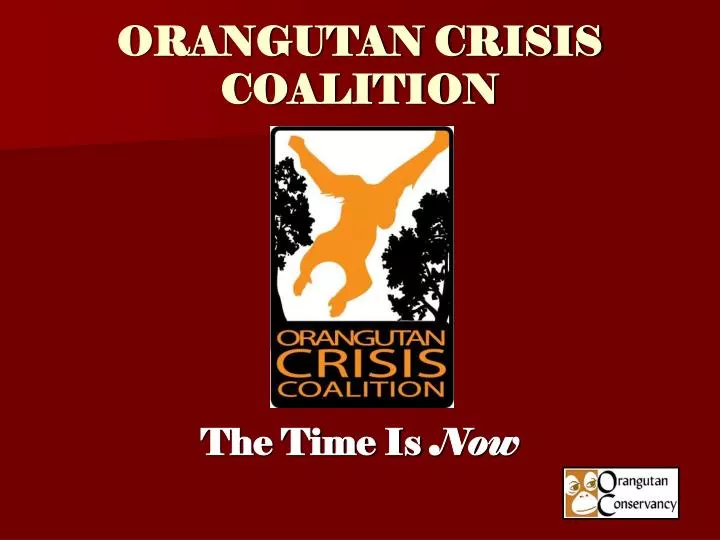 orangutan crisis coalition