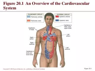 Figure 20.1 An Overview of the Cardiovascular System