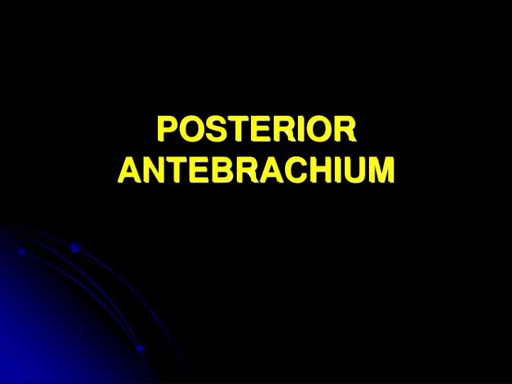 posterior antebrachium