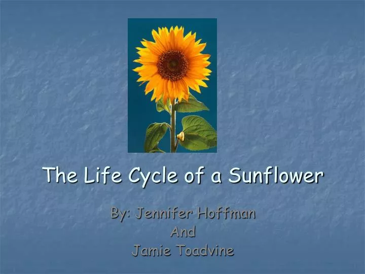 the life cycle of a sunflower