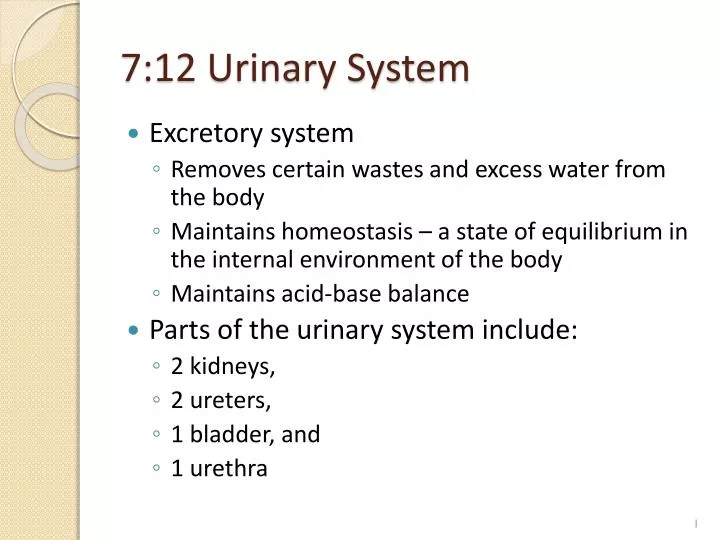 7 12 urinary system