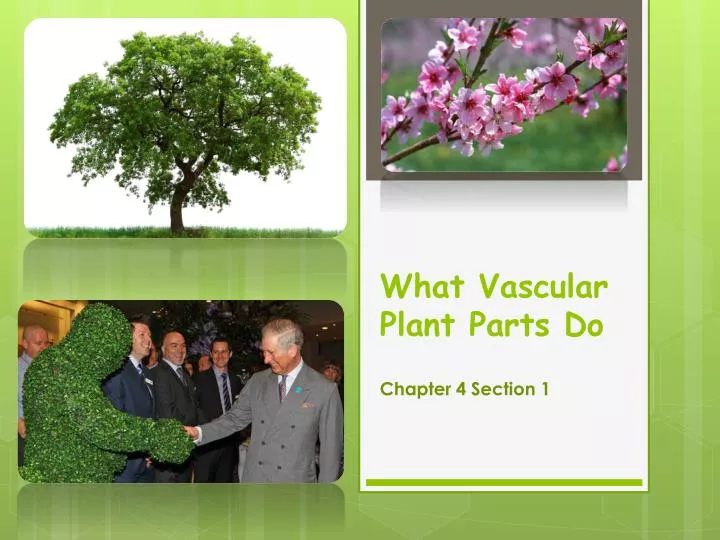what vascular plant parts do