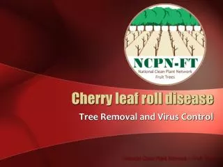 Cherry leaf roll disease