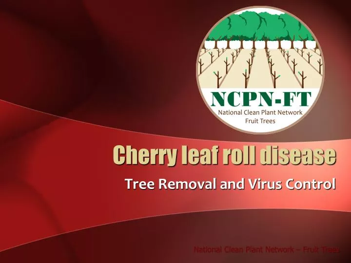 cherry leaf roll disease