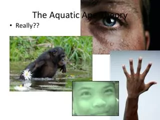 The Aquatic Ape Theory
