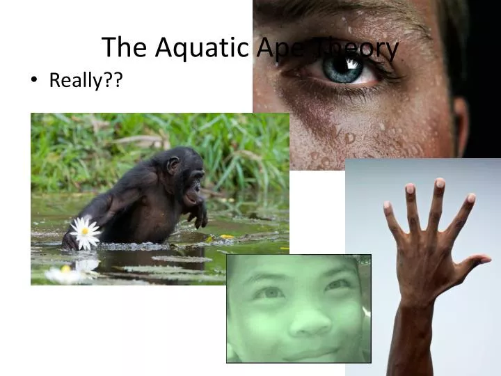 the aquatic ape theory