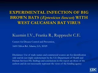 EXPERIMENTAL INFECTION OF BIG BROWN BATS ( Eptesicus fuscus ) WITH WEST CAUCASIAN BAT VIRUS