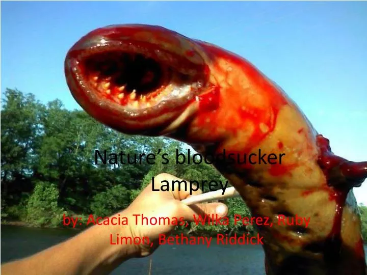 nature s bloodsucker lamprey