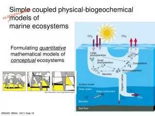 Simple coupled physical-biogeochemical models of marine ecosystems