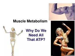 Muscle Metabolism