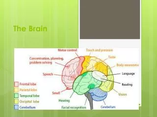 The Brain