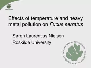 Effects of temperature and heavy metal pollution on Fucus serratus