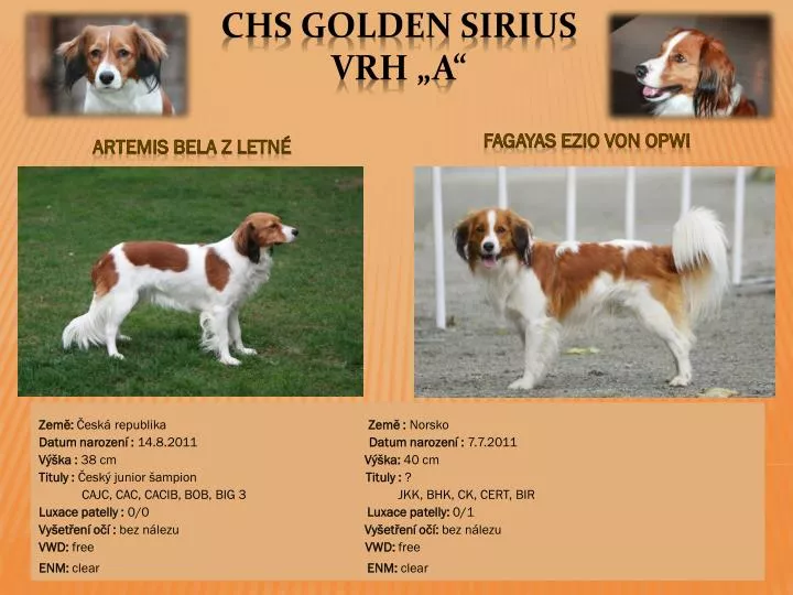 chs golden sirius vrh a