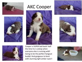 AKC Cooper