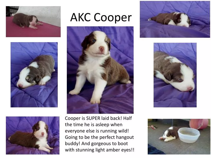 akc cooper