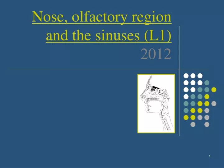 nose olfactory region and the sinuses l1 2012