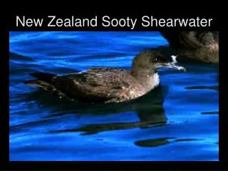 New Zealand Sooty Shearwater