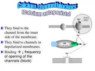 They bind to the channel from the inner side of the membrane.