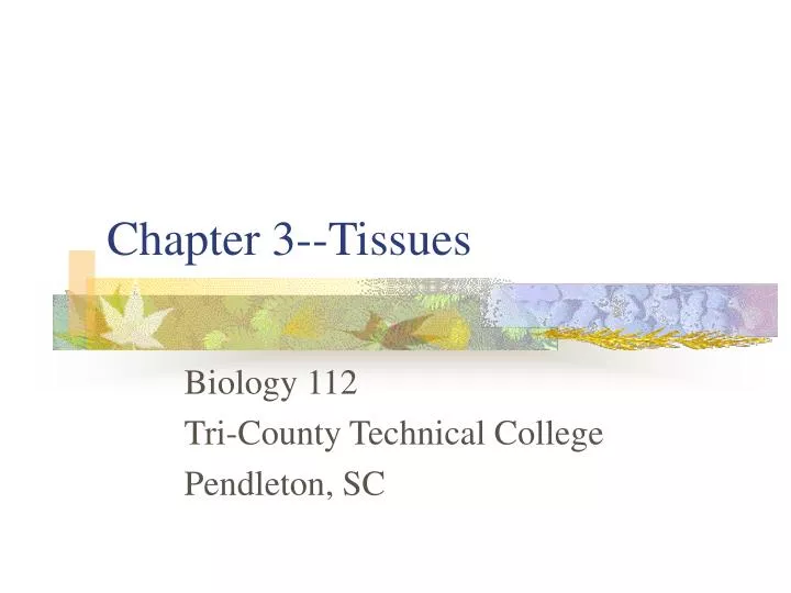 PPT - Chapter 3--Tissues PowerPoint Presentation, Free Download - ID ...